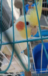 عروس هلندی