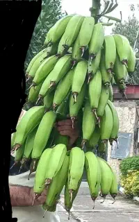 نهال موز