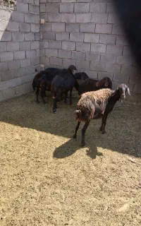 میش افشار