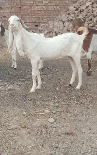 بز پاکستانی گلابی اصل
