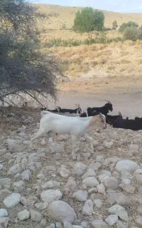 کهره سومالی جنس دار