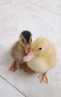 جوجه اردک
