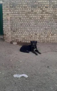 سگ گله ایی
