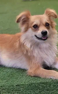 مادرگمشده