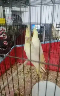 عروس هلندی جوجه