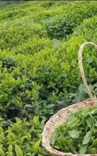 چای بهاره گیلان