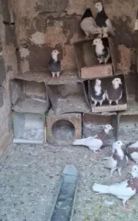 کبوتر طوقی
