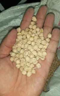 نخود گوکسو