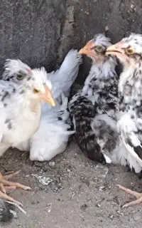 ۵ عددجوجه خوشگل