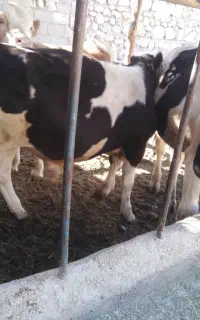 فروش گوساله سمینتال و هلشتاین نر