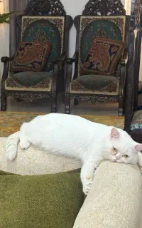 گربه ب دلیل حساسیت