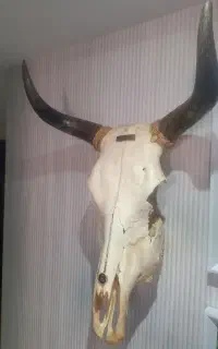 کله گاو طبیعی