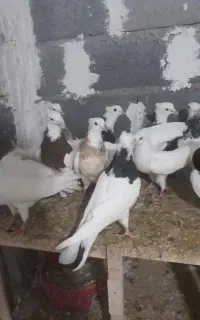 کبوتر طوقی کاکلی و سفید کاکلی