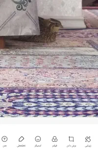 سلام بلدرچین گمشده