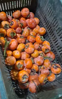 خرید خرمالو