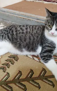 تعدادی گربه