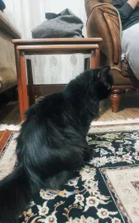 گربه نژاد دار اصیل