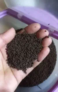 چای کله مورچه ای