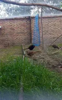 جفت قرقابل پاکستانی