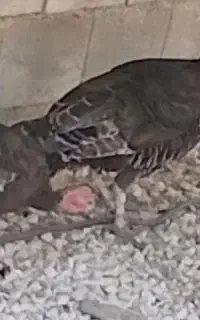 بوقلمون نروماده