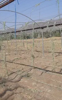 گلخانه فروش فوری اسکلت