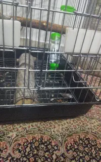 حیوان خانگی بنر