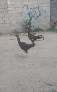 یک خروس ویک مرغ لاری