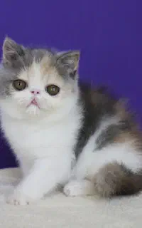 اگزاتیک کالیکو