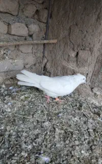 موکت تعداد 7تا کار 20