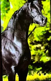 پانسیون اسب