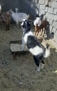 گوسفند بز محلی