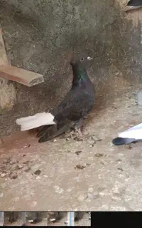 کبوتر