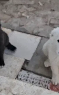 توله سگ نگهبان و گله