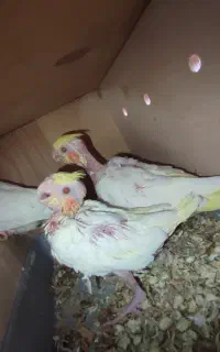 جوجه عروس هلندی