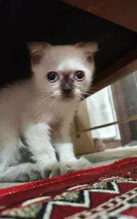 گربه اسکاتیش