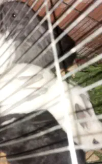 خرگوش ناز خونگی