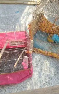قفس پرنده