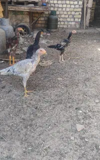 مرغ لاری جوان