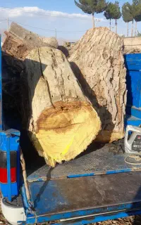 چوب کنده  ریشه درخت چوب سقفی اصلاح