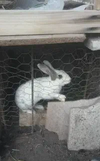 خرگوش و اوردک