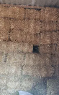 کاه جو ۱۰۰عدد داخل انباری