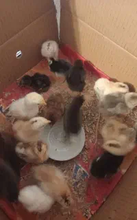 جوجه مرغ و جوجه لاری