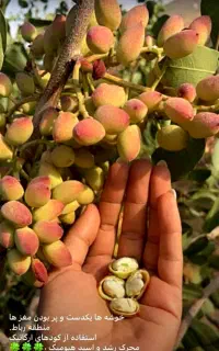 افزایش قطعی تناژ پسته با اصلاح علمی خاک