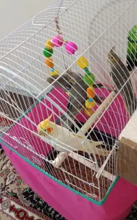 یک جفت عروس هلندی