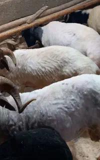 برهه‌ای نر  پروار