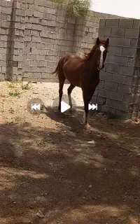 اسب مادیان