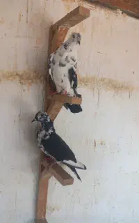 کبوتر‌