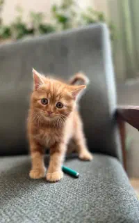 بچه گربه  نژادپرشین بریتیش