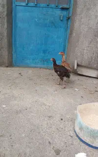 جوجه ی لاری خاص