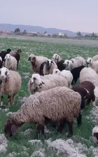 بیست راس میش وبیست راس بره